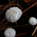Marasmius rotula??