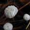Marasmius rotula??