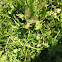 Clover