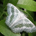Bizarre Looper Moth (Male)
