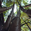 bamboo