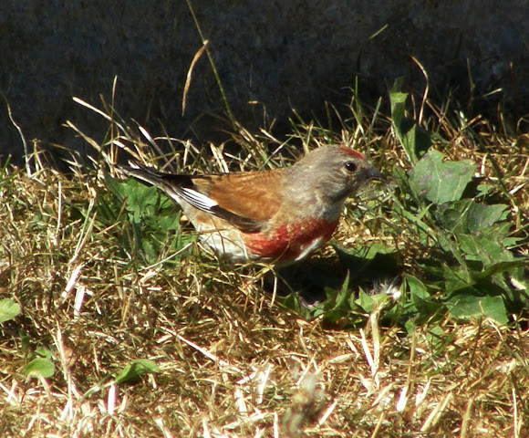 Spotting Image 1