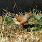 Pardillo común/Linnet