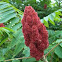 Staghorn Sumac