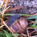 Garden snail