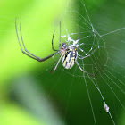 Orchard orb weaver