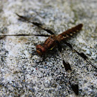 Common White Tail (female)