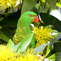 Scaly-breasted Lorikeet