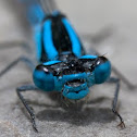 Common Blue Damselfly