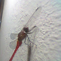 Red-veined darter
