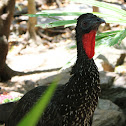 Crested Guan