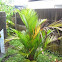 Lipstick palm