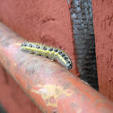 Cabbage Butterfly caterpillar