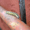 Cabbage Butterfly caterpillar