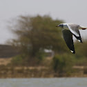 Grey-headed Gull