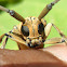 Longhorn Beetle