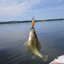 Pumpkinseed Sunfish