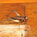 Cricket