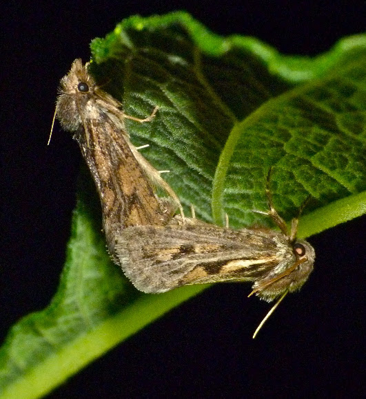 Spotting Image 1