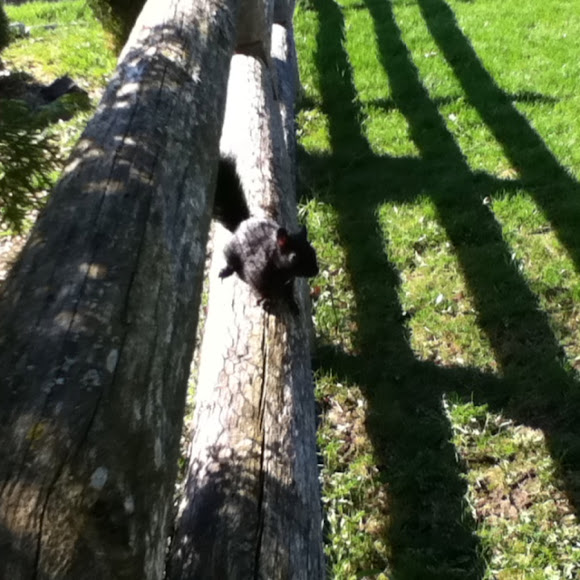 Spotting Image 1