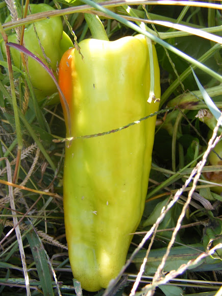 Spotting Image 1