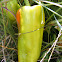 banana pepper