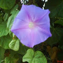  Ipomea o azul campanilla.