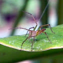 common yellow Lynx Spider