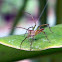 common yellow Lynx Spider