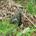 black Swallowtail