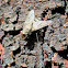 leggy fly?