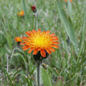 Orange Hawkweed