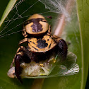 Jumping spider & prey