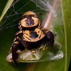 Jumping spider & prey