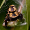 Jumping spider & prey
