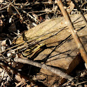 Eastern Garter Snake