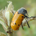Leaf Beetle Lachnaia sexpunctata