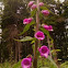 Foxglove
