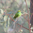 Bee eater