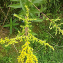 Goldenrod