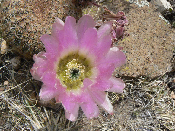 Spotting Image 1