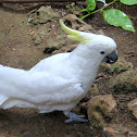 Sulphur-crested Cockatoo