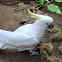 Sulphur-crested Cockatoo