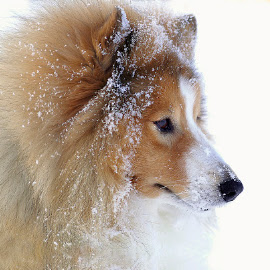 Winter by Allan Wallberg - Animals - Dogs Portraits ( shetland sheepdog )