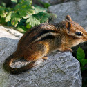 Eastern Chipmunk