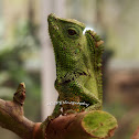 Iguana
