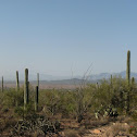 Saguaro