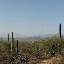 Sonoran Desert - Plants and Animals