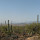 Sonoran Desert - Plants and Animals