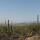 Sonoran Desert - Plants and Animals
